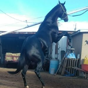 Meet your Posher, Jc